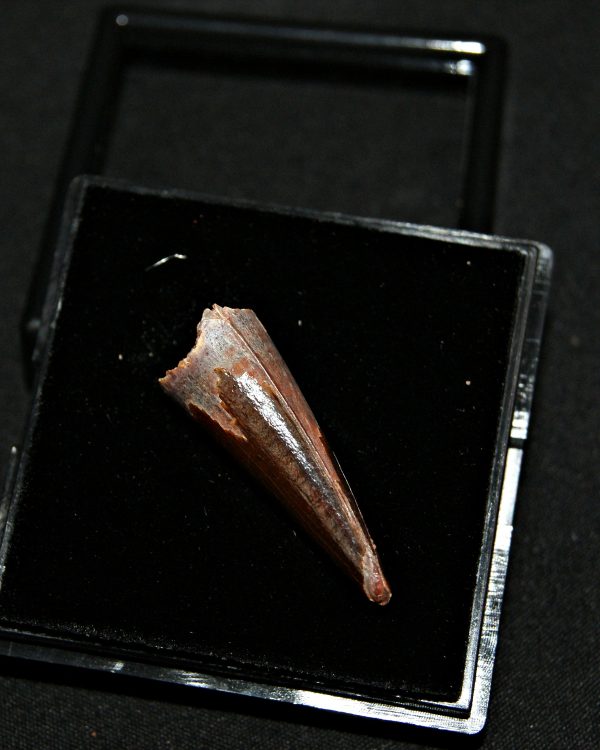 Diente de Spinosaurus aegyptiacus