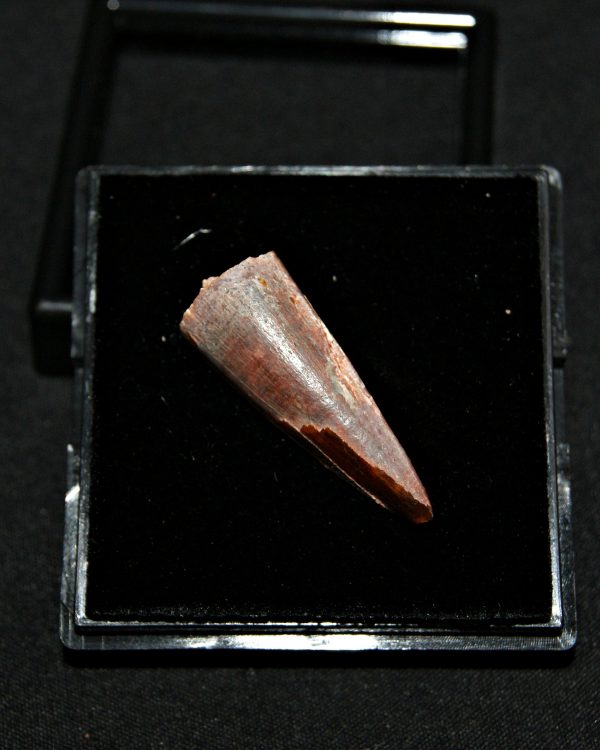 Diente de Spinosaurus aegyptiacus