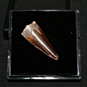 Diente de Spinosaurus aegyptiacus