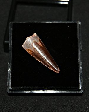 Diente de Spinosaurus aegyptiacus