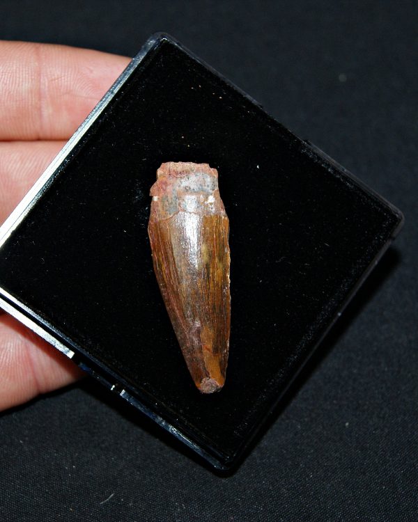 SONY DSC Diente de Spinosaurus aegyptiacus