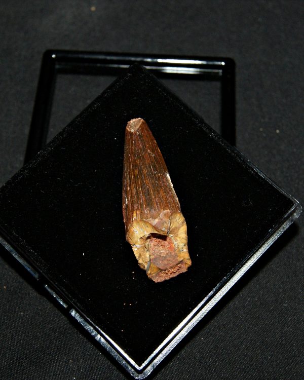 SONY DSC Diente de Spinosaurus aegyptiacus