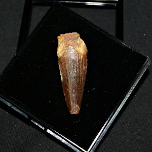 Diente de Spinosaurus aegyptiacus