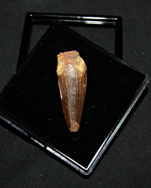 Diente de Spinosaurus aegyptiacus