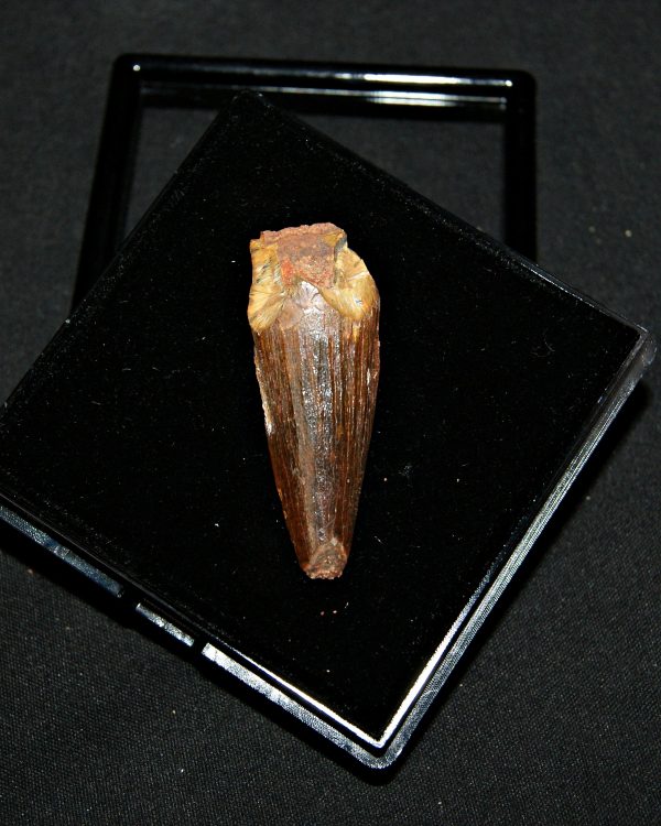 SONY DSC Diente de Spinosaurus aegyptiacus