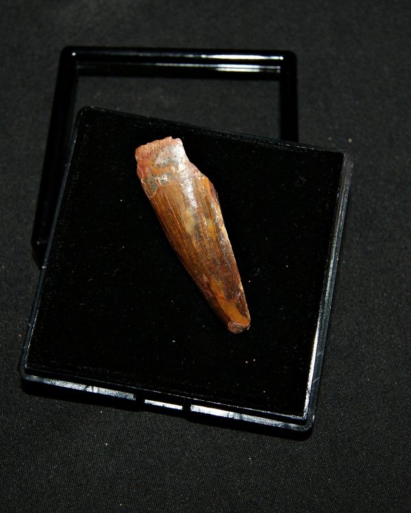 SONY DSC Diente de Spinosaurus aegyptiacus