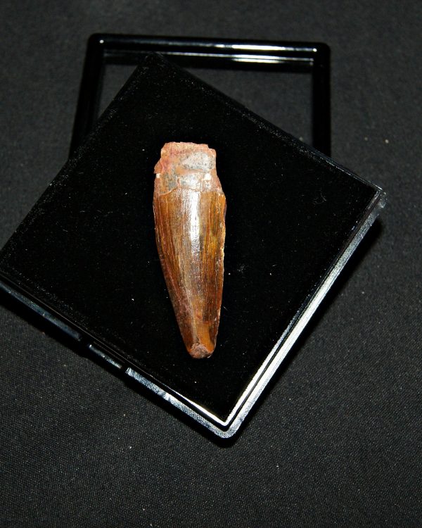 SONY DSC Diente de Spinosaurus aegyptiacus