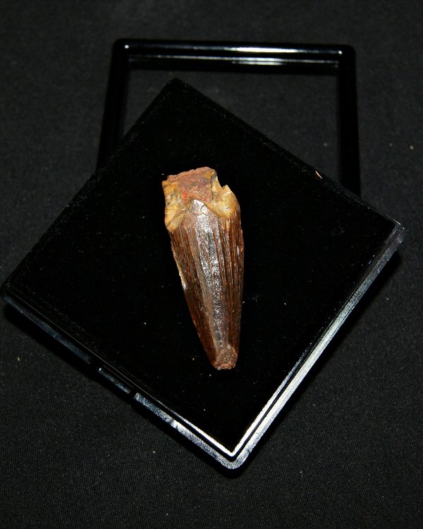 SONY DSC Diente de Spinosaurus aegyptiacus