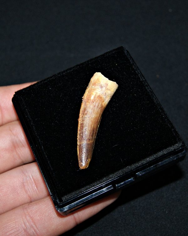 SONY DSC Diente de Spinosaurus aegyptiacus