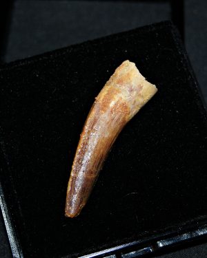 Diente de Spinosaurus aegyptiacus