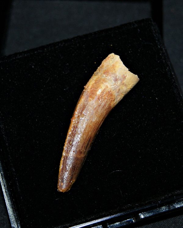 SONY DSC Diente de Spinosaurus aegyptiacus