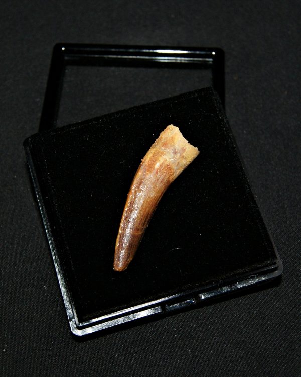 SONY DSC Diente de Spinosaurus aegyptiacus