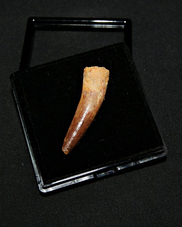 SONY DSC Diente de Spinosaurus aegyptiacus