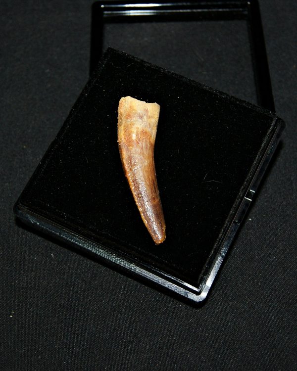 SONY DSC Diente de Spinosaurus aegyptiacus