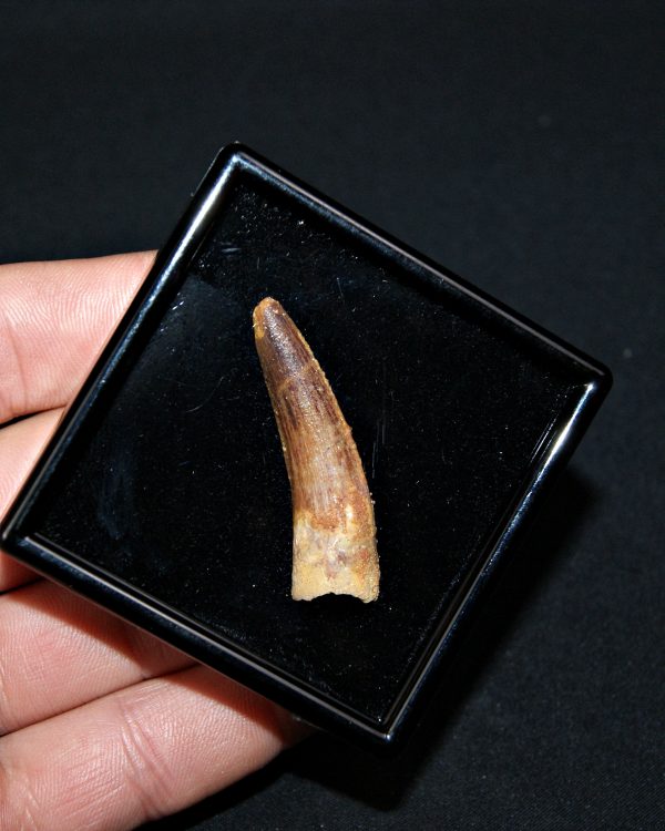 SONY DSC Diente de Spinosaurus aegyptiacus