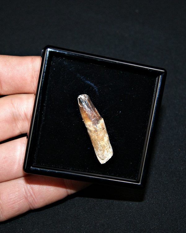 SONY DSC Elosuchus cherifiensis