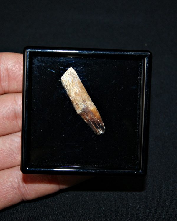 SONY DSC Elosuchus cherifiensis