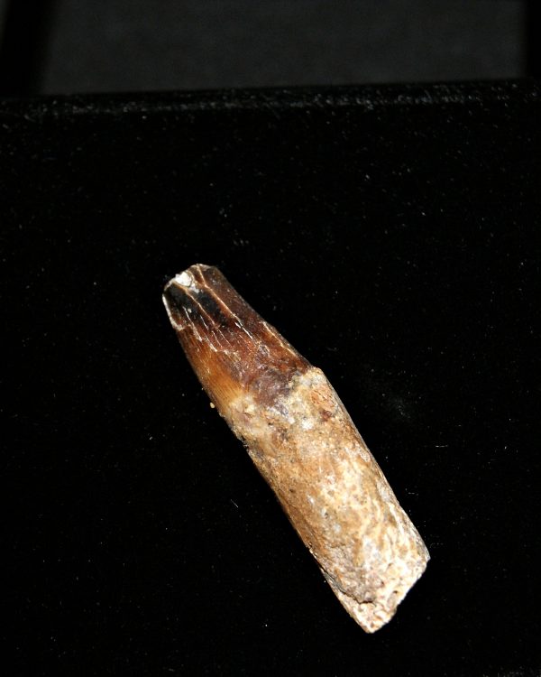 SONY DSC Elosuchus cherifiensis