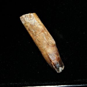 Elosuchus cherifiensis