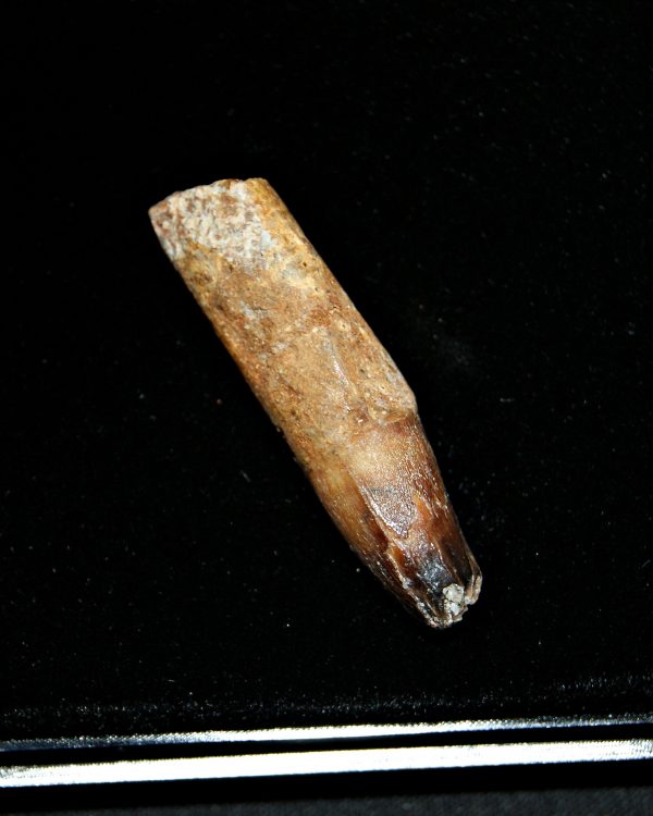 SONY DSC Elosuchus cherifiensis