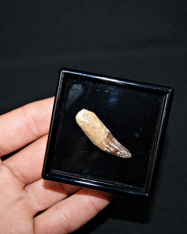 SONY DSC Elosuchus cherifiensis