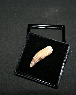 Elosuchus cherifiensis