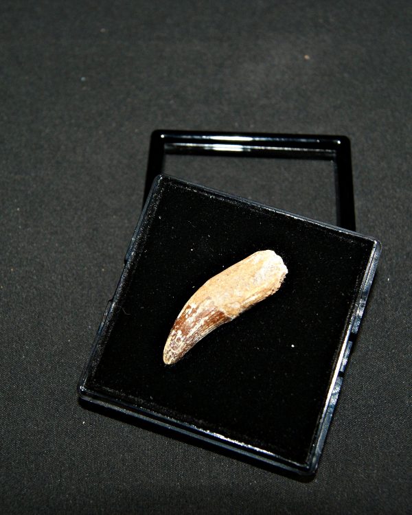 SONY DSC Elosuchus cherifiensis