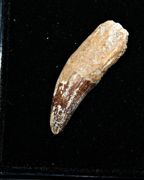 SONY DSC Elosuchus cherifiensis