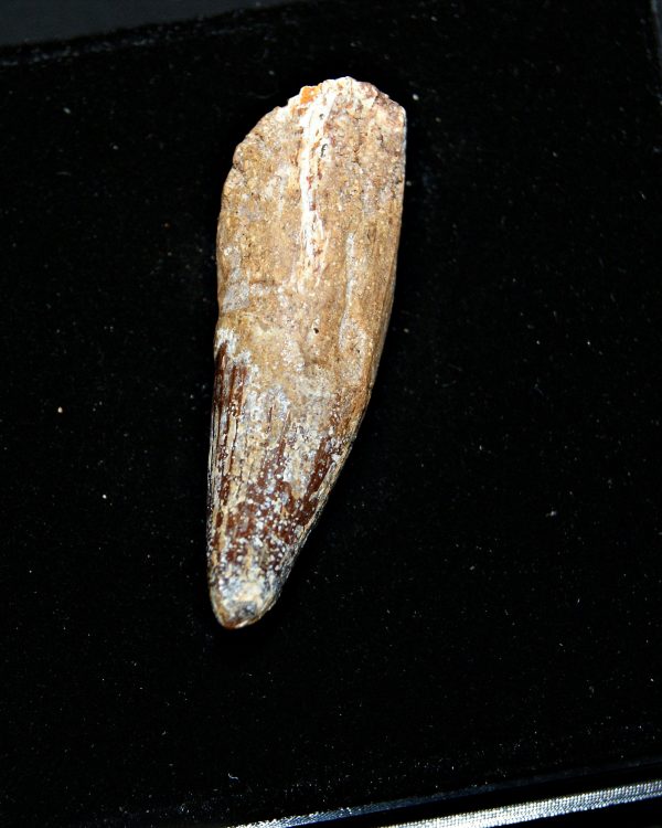 SONY DSC Elosuchus cherifiensis