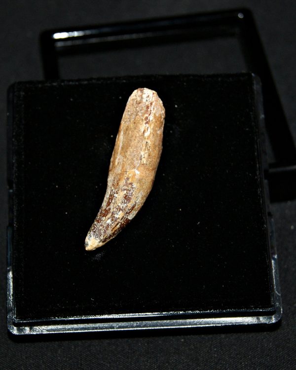 SONY DSC Elosuchus cherifiensis