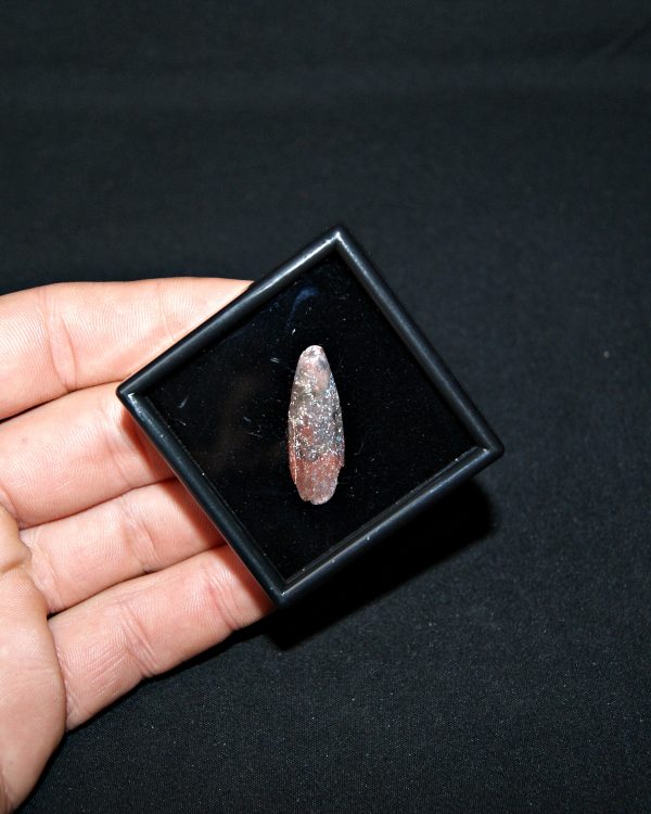 SONY DSC Rebbachisaurus garasbae