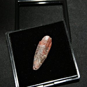 Rebbachisaurus garasbae