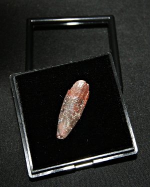 Rebbachisaurus garasbae