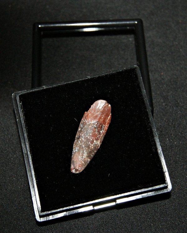 SONY DSC Rebbachisaurus garasbae