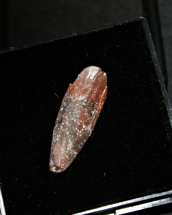 SONY DSC Rebbachisaurus garasbae