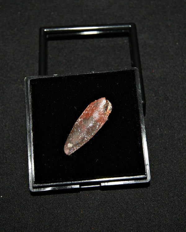 SONY DSC Rebbachisaurus garasbae