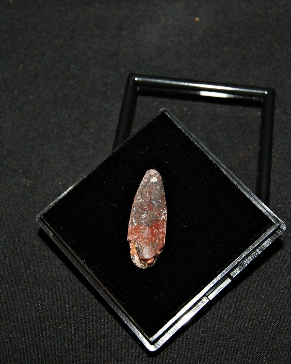 SONY DSC Rebbachisaurus garasbae