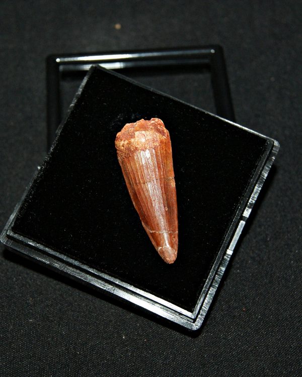 SONY DSC Spinosaurus aegyptiacus