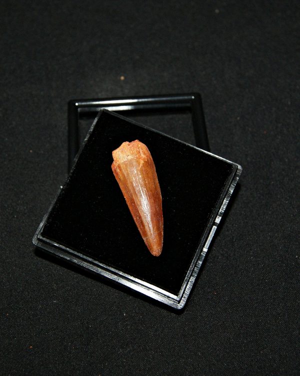 SONY DSC Spinosaurus aegyptiacus