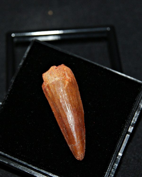 SONY DSC Spinosaurus aegyptiacus