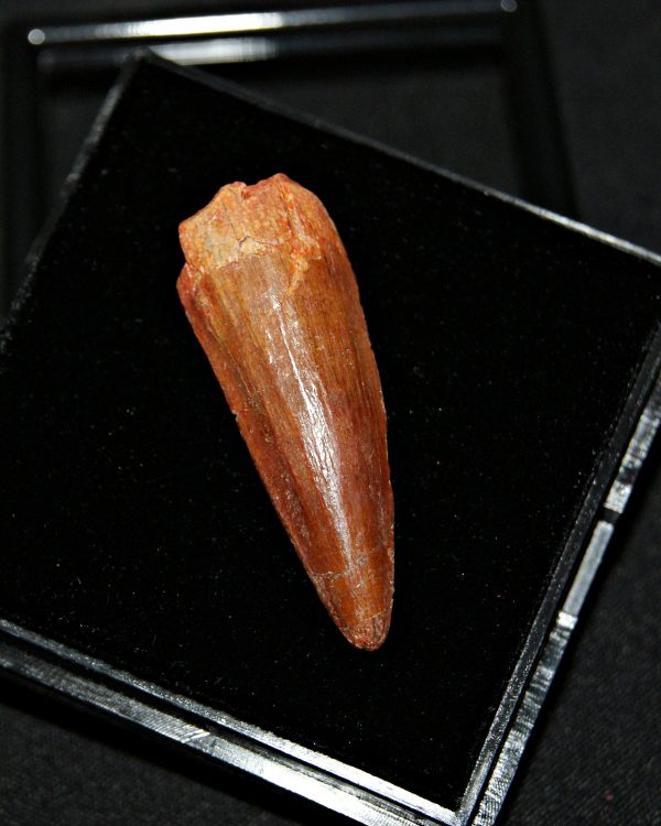 SONY DSC Spinosaurus aegyptiacus