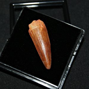 Spinosaurus aegyptiacus