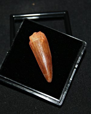 Spinosaurus aegyptiacus