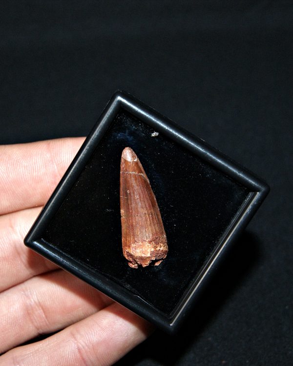 SONY DSC Spinosaurus aegyptiacus