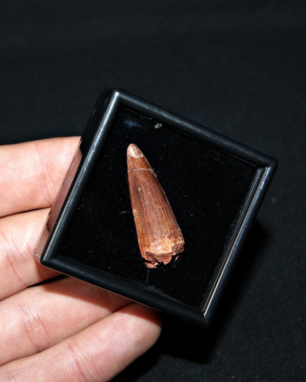 SONY DSC Spinosaurus aegyptiacus