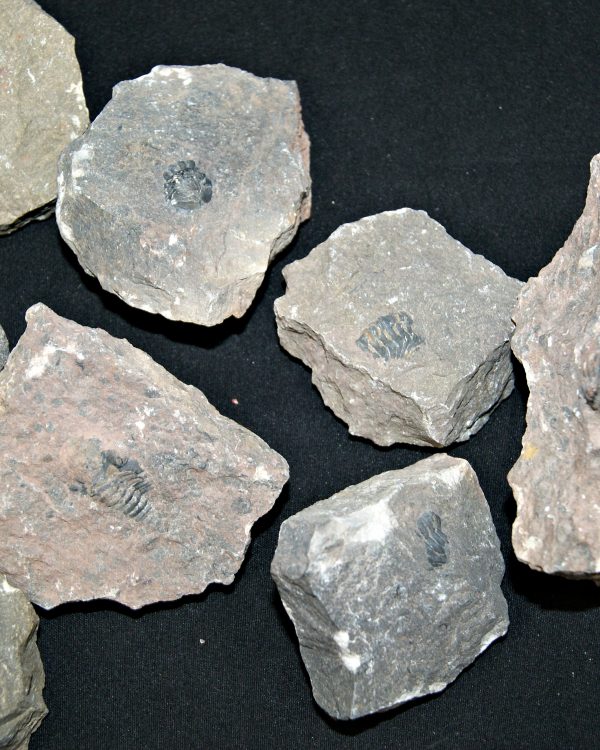 SONY DSC Roca pura con trilobites (UND)