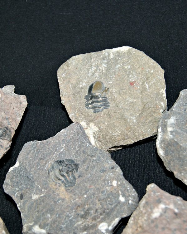 SONY DSC Roca pura con trilobites (UND)