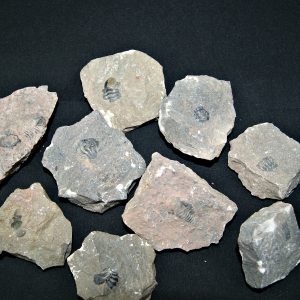 Roca pura con trilobites (UND)