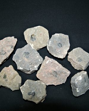 SONY DSC Roca pura con trilobites (UND)