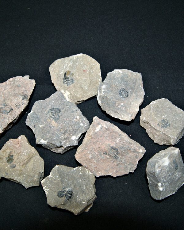 SONY DSC Roca pura con trilobites (UND)